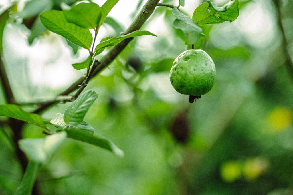 A vibrant green guava hangs from a tree branch surrounded by lush leaves.