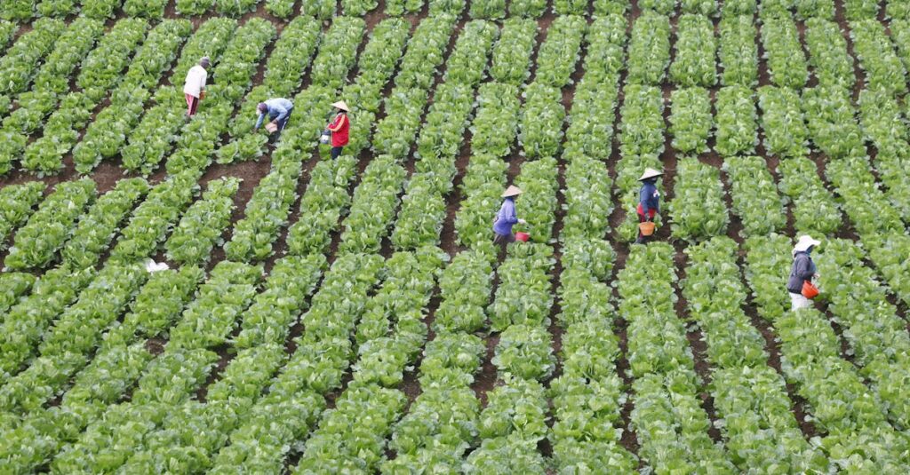 Farmers picking crops in lush green fields of Batu, East Java, Indonesia, showcasing agriculture.